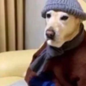 Meet your Posher, Adrian